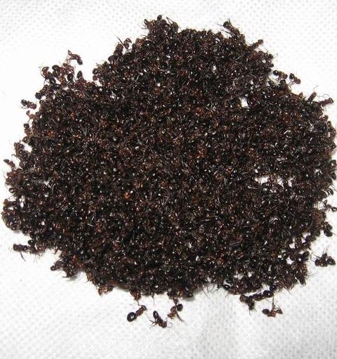 red dry ants tonic body chinese nature black 